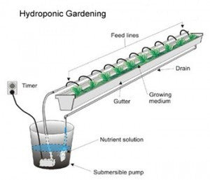 About Hydroponic Plant Food and why it is so important to get it right!
