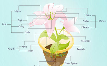 The Anatomy of the Flower