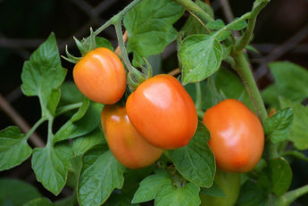 2 Most Important Steps for Growing Tomatoes