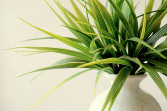 Tips for Taking Care of Indoor Plants